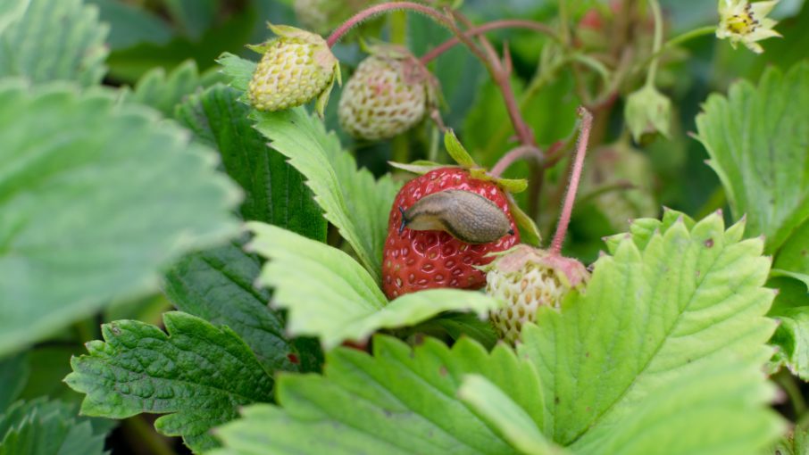 Mit Mulch können Sie Erdbeeren vor Schnecken schützen.