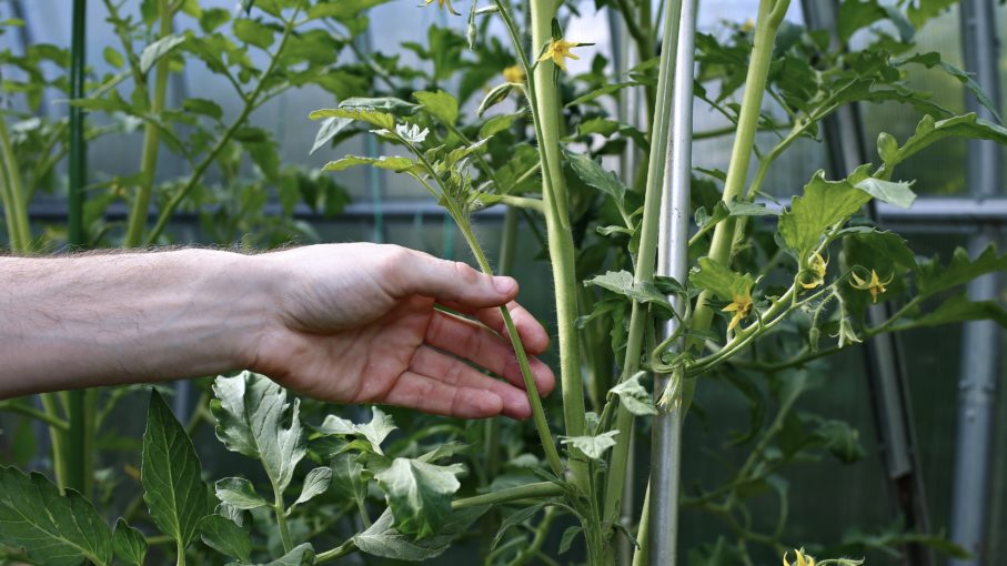 Seitentriebe entfernen: ein wichtiger Schritt für eine reiche Tomatenernte